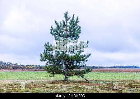 Un seul arbre de Noël se trouve dans un sol ouvert sans rien d'autre qui grandit immédiatement ou est placé à côté d'elle.Pris un matin froid. Banque D'Images