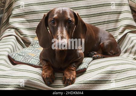 Le dachshund au chocolat se trouve dans un fauteuil sur une couverture rayée. Banque D'Images