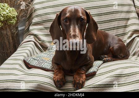 Le dachshund au chocolat se trouve dans un fauteuil sur une couverture rayée. Banque D'Images