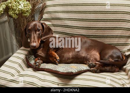 Un dachshund de couleur chocolat repose sur une chaise sur une couverture rayée et regarde attentivement l'appareil photo Banque D'Images
