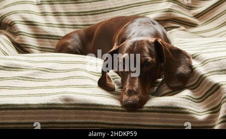 Un dachshund de couleur chocolat repose sur une chaise sur une couverture rayée et regarde attentivement l'appareil photo Banque D'Images