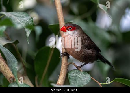 Ciré à rumpes noires (Estrilda troglodytes) oiseau Banque D'Images