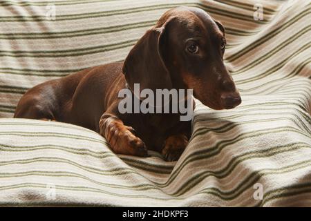 Un dachshund de couleur chocolat repose sur une chaise sur une couverture rayée et regarde attentivement l'appareil photo Banque D'Images