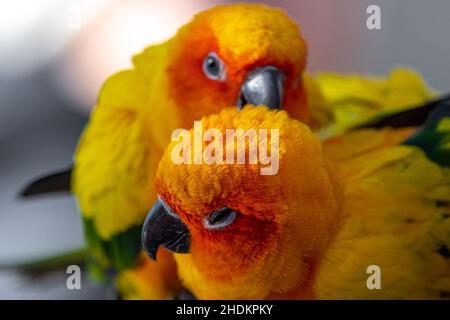 Deux Sun Conures (Aratinga solstitialis) en cuddling l'un avec l'autre Banque D'Images