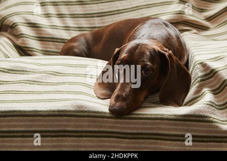 Un dachshund de couleur chocolat repose sur une chaise sur une couverture rayée et regarde attentivement l'appareil photo Banque D'Images
