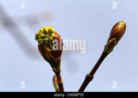 Jaune Acer platanoides (metsävaahtera, crowfoot-leaved here’s ear, here’s ear) fleurs en gros plan. Photographié pendant une journée de printemps ensoleillée. Banque D'Images