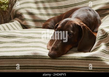 Un dachshund de couleur chocolat repose sur une chaise sur une couverture rayée et regarde attentivement l'appareil photo Banque D'Images