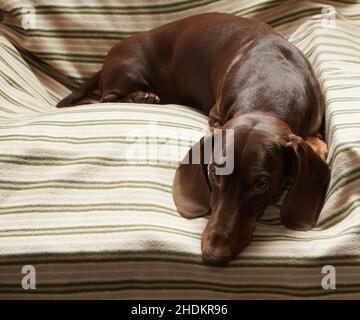 Un dachshund de couleur chocolat repose sur une chaise sur une couverture rayée et regarde attentivement l'appareil photo Banque D'Images