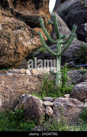 Verticale d'un grand cactus qui pousse parmi des arbustes verts dans un désert contre d'énormes rochers Banque D'Images