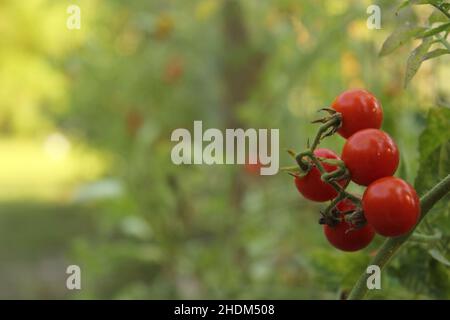 Tomates cerises mûres rouges poussant dans le jardin Banque D'Images