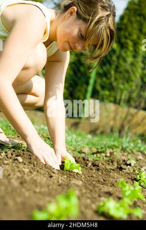 jardinage, potager, plantation, salade, soin des plantes,la tendance des plantes, des potagers, des plantes à salade Banque D'Images