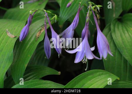 De jolies fleurs de hosta bleu en été prises à Minneapolis, Minnesota, États-Unis - 23 septembre 2013 Banque D'Images