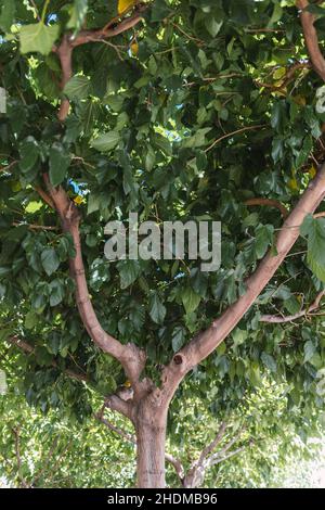 Auvent d'arbre vu de dessous avec tronc en Y. Banque D'Images