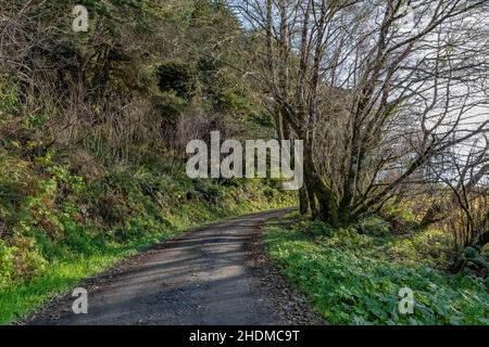 Route près de l'embouchure de la rivière Klamath dans les parcs nationaux et nationaux de Redwood, Californie, États-Unis Banque D'Images