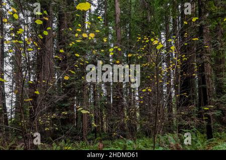 Hazel de Californie, Corylus cornuta ssp. Californica, petits arbres dans le Stout Memorial Grove dans le parc national Jedediah Smith Redwoods dans le Redwood National and Banque D'Images