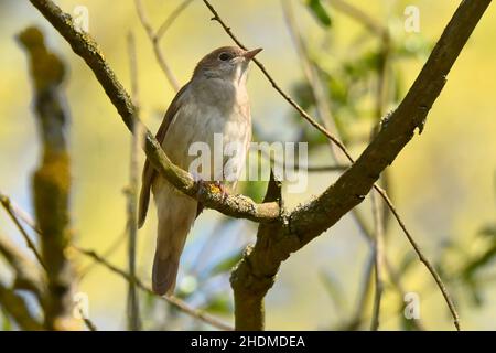 nightingale, nightingale commune, luscinia megarhynchos, rufous nightingale Banque D'Images