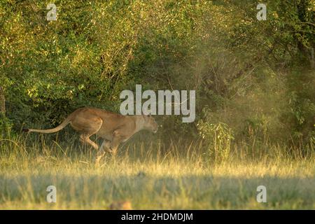 Lioness (Panthera leo) sprintine après un petit troupeau de Wildebeeste (Connochaetes taurinus) et de Zèbres qui ont emmêché la région appelée 'cUL-d. Banque D'Images