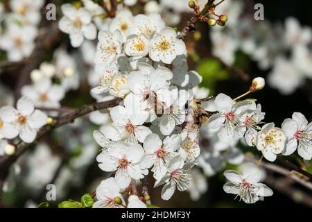 api mellifera abeille Banque D'Images