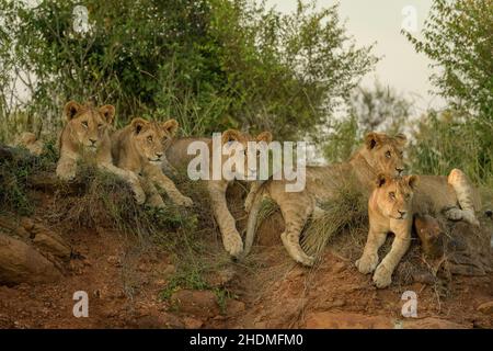 Paradise Pride of african Lions (Panthera leo) en attente et saluant la fierté lionne après qu'elle a tué un Wildebeeste (Connochaetes taurinus) dans le Banque D'Images