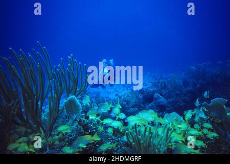 sous l'eau, récif de corail, plongeur, plongée, sous l'eau,récifs coralliens, plongée, plongeurs, plongées, plongée sous-marine,plongée sous-marine Banque D'Images