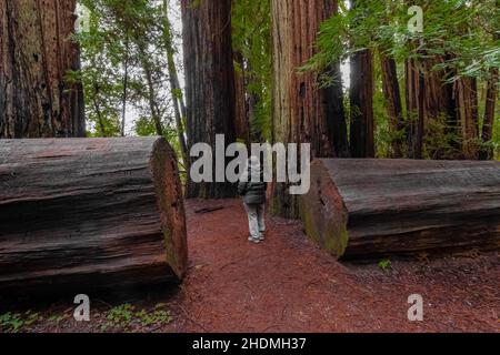 Traversez Stout Memorial Grove dans le parc national Jedediah Smith Redwoods, dans les parcs nationaux et nationaux de Redwood, Californie, États-Unis Banque D'Images