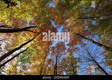 forêt à feuilles caduques, cime, forêts à feuilles caduques, cime Banque D'Images