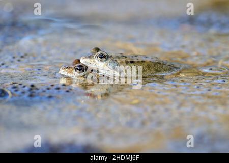 accouplement, grenouille commune, grenouille commune Banque D'Images