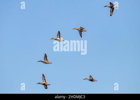 Un troupeau de femelles de la pelle butte (spatules clypeata), connu simplement en Grande-Bretagne sous le nom de la pelle butte, est un canard commun et répandu Banque D'Images