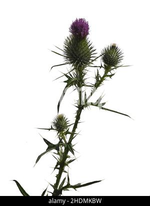 chardon, cirsium, chardons, cirsium Banque D'Images