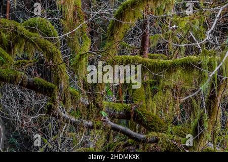 Érable moussy dans Stout Memorial Grove, dans le parc national Jedediah Smith Redwoods, dans les parcs nationaux et nationaux de Redwood, Californie, États-Unis Banque D'Images