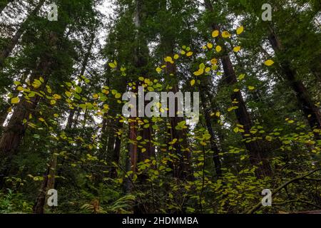 Hazel de Californie, Corylus cornuta ssp. Californica, petits arbres dans le Stout Memorial Grove dans le parc national Jedediah Smith Redwoods dans le Redwood National and Banque D'Images