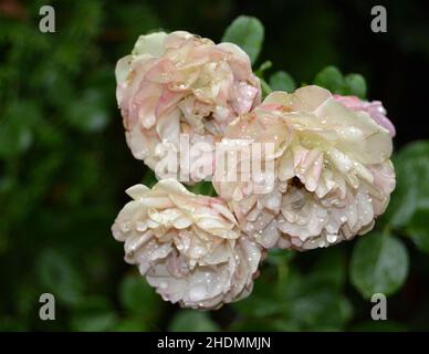 fleurs, roses, décolorées, fleurs, valentain de fleurs,rose, fadeds Banque D'Images