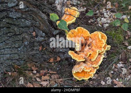 polypore de soufre, poulet-des-bois, crabe-des-bois, étagère de soufre Banque D'Images