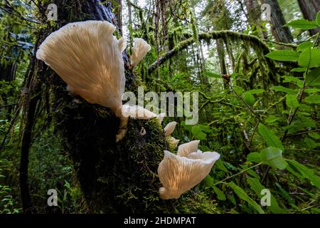 Champignons d'huîtres, Pleurotus ostreatus, dans le parc national Jedediah Smith Redwoods, dans les parcs nationaux et nationaux de Redwood, Californie, États-Unis Banque D'Images