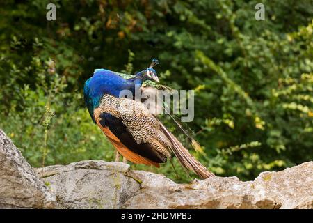 paon, soins de plumage, paons, soins de plumage Banque D'Images