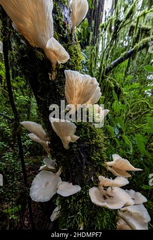 Champignons d'huîtres, Pleurotus ostreatus, dans le parc national Jedediah Smith Redwoods, dans les parcs nationaux et nationaux de Redwood, Californie, États-Unis Banque D'Images