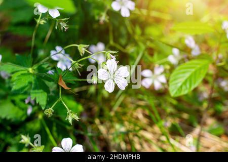 Le géranium de la forêt blanche (Geranium sylvaticum) plante des fleurs au printemps sur fond vert vif. Banque D'Images