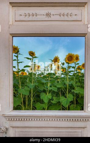 Sunflower Field vu à travers Old doorway - été Banque D'Images
