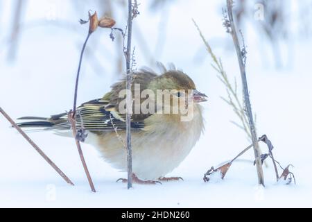 Gros plan d'un oiseau de chaffin féminin, Fringilla coelebs, fourrager dans la neige, beau cadre froid d'hiver Banque D'Images