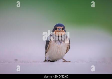 Barn Swallow, Hirundo rustica, les poussins étant nourris.Un grand groupe de ces étables de grange permet de chasser et de chasser les insectes et de prendre leur repos occasionnel sur Banque D'Images