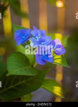 Bleu belle hortensia fleur en été Banque D'Images