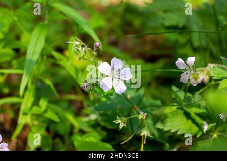 Le géranium de la forêt blanche (Geranium sylvaticum) plante des fleurs au printemps sur fond vert vif. Banque D'Images