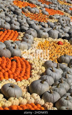 courge, action de grâce, squashs Banque D'Images