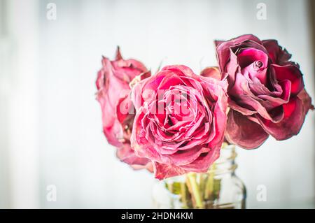 Roses rouges flétries dans un vase transparent, bouquet Banque D'Images