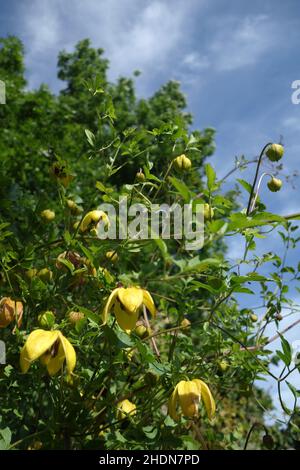 clematis orientalis Banque D'Images