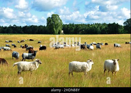 troupeau de moutons, heidschnucken, troupeaux de moutons Banque D'Images