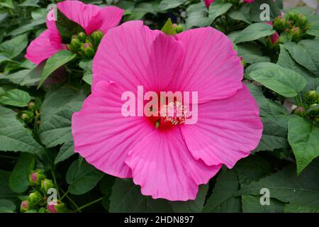 hibiscus moscheutos, marais rose-malow Banque D'Images