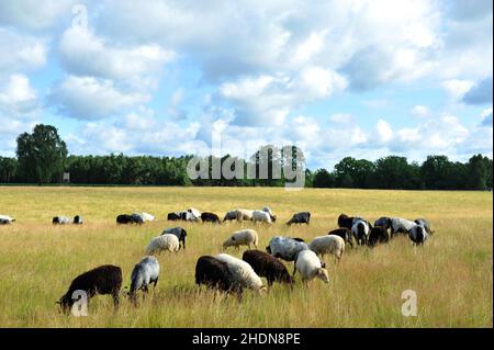 troupeau de moutons, heidschnucken, troupeaux de moutons Banque D'Images