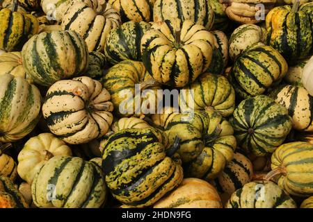 squash, squashs Banque D'Images