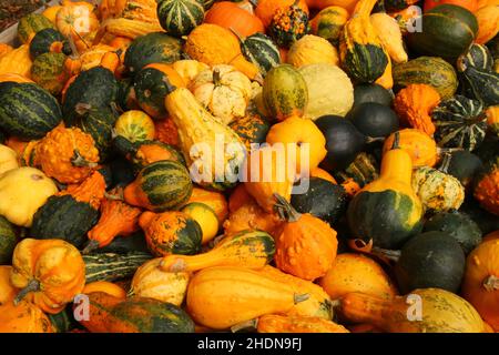 courge, variation, légumes, squashs, diversités,diversité, variations, légumes Banque D'Images